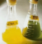 EBME Rutgers Dunaliella tertiolecta cultures grown under high (left) and low (right) irradiance. Photograph is courtesy of Dr.Assaf Sukenik